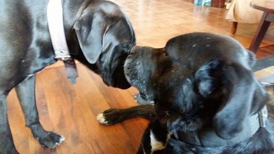 Dzień Ziemii w Domku na Prerii